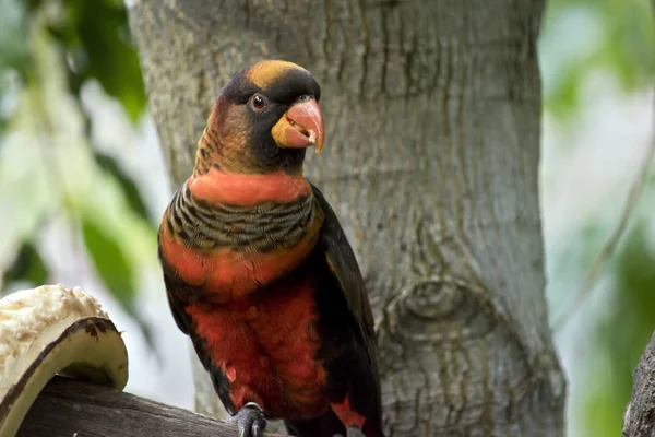 C'est un gros plan d'un crépuscule lory — Photo