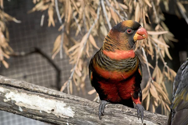 Den dammiga Lory har en orange näbb och mun — Stockfoto