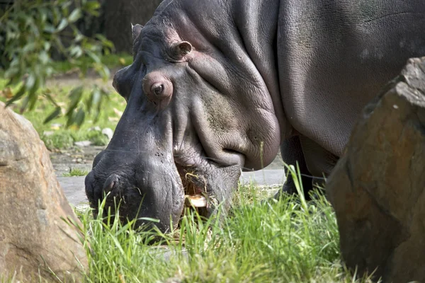 Dit is een zijaanzicht van een nijlpaard — Stockfoto