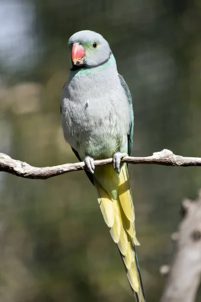 El periquito malabar tiene un pico naranja —  Fotos de Stock