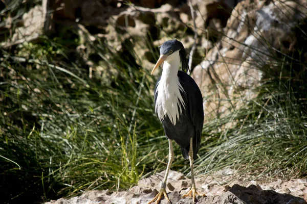 Svartvit heron står på en klippa — Stockfoto