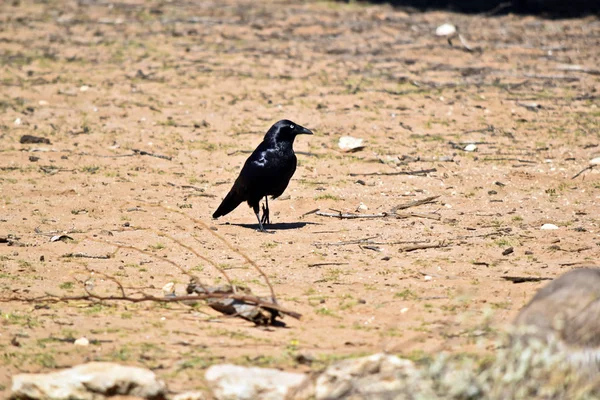 Un cuervo australiano en busca de comida — Foto de Stock