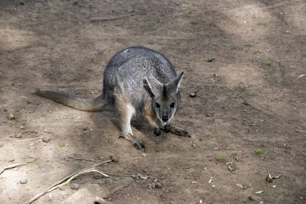 Czerwona szyjka Wallaby jest w padoku — Zdjęcie stockowe