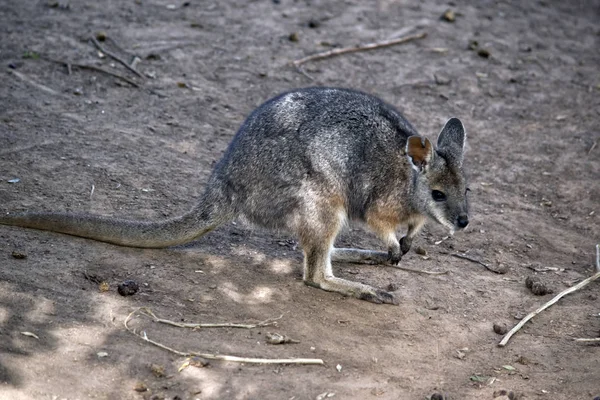 O wallaby pescoço vermelho está em um paddock — Fotografia de Stock