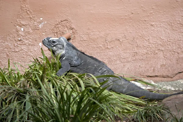 Esta es una vista lateral de una iguana rinoceronte —  Fotos de Stock