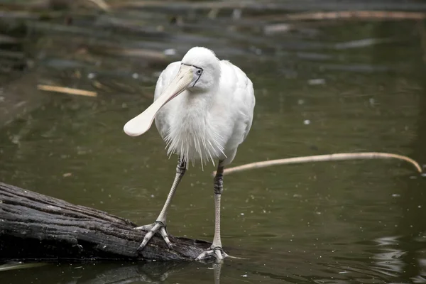 La espátula amarilla está en el agua buscando comida —  Fotos de Stock