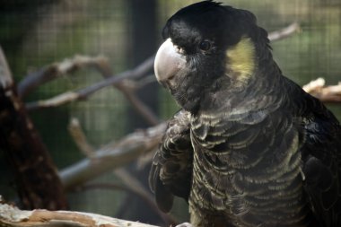 Sarı kuyruklu siyah bir papağan.