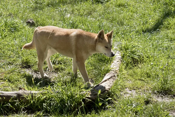 Questa è una vista laterale di un dingo dorato — Foto Stock