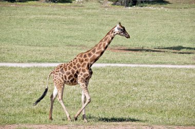 Bu genç bir zürafanın yan görüntüsü.