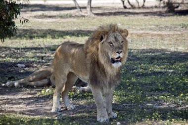 Aslan, diğer aslan dinlenirken nöbet tutuyor.