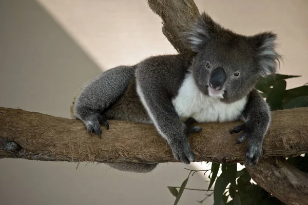 Koala leży na gałęzi. — Zdjęcie stockowe