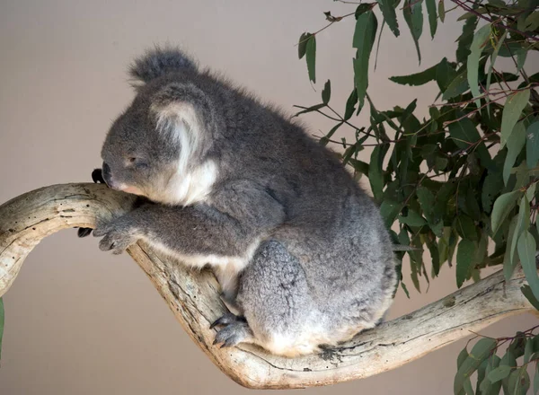 Dit is een zijaanzicht van een koala — Stockfoto