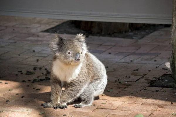 Koala jest na ziemi. — Zdjęcie stockowe