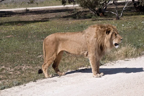 This is a side view of a lion — Stock Photo, Image