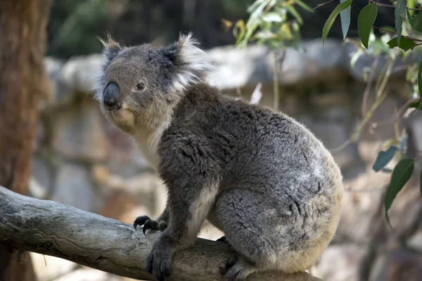 Dit is een zijaanzicht van een koala — Stockfoto