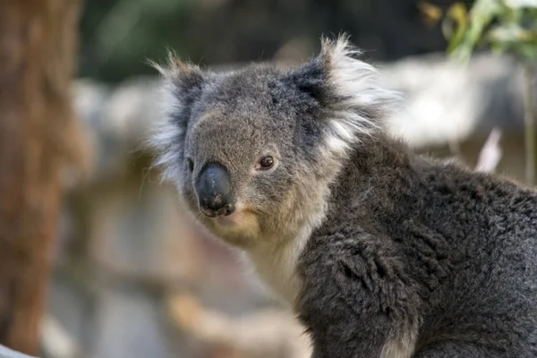 Este é um close-up de um Koala — Fotografia de Stock