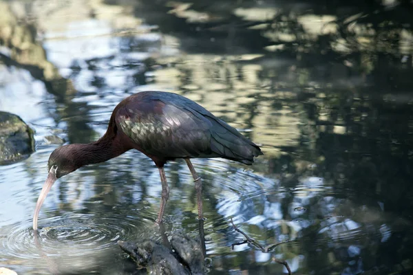 Esta es una vista lateral de un ibis brillante comiendo —  Fotos de Stock