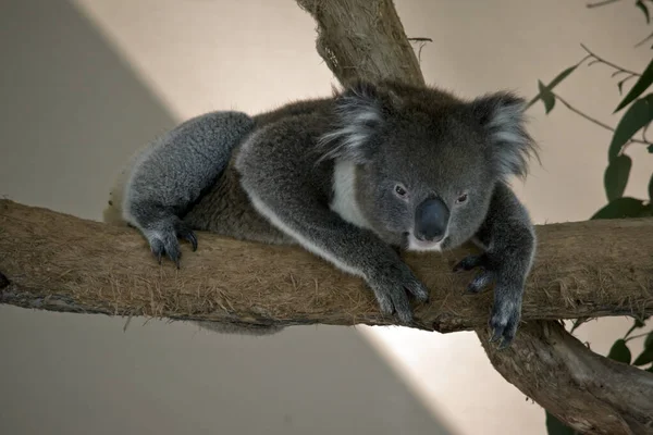 De koala ligt op een tak — Stockfoto