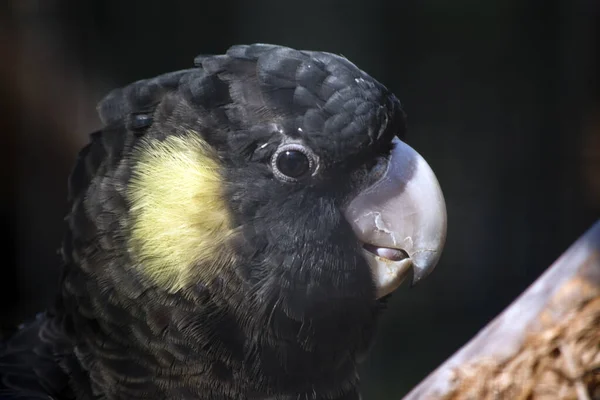 This is a close up of a yellow tailed black cockatoo — Stock Photo, Image