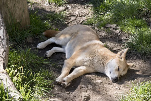 De dingo rust onder een boom — Stockfoto