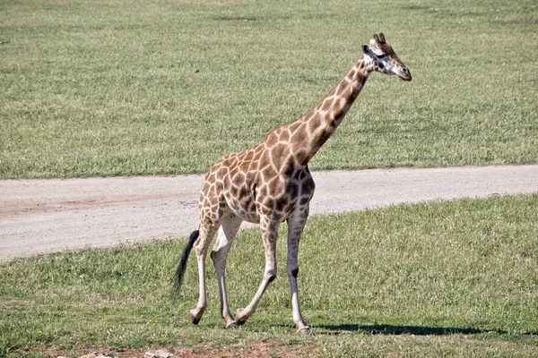 La girafe marche sur l'herbe — Photo