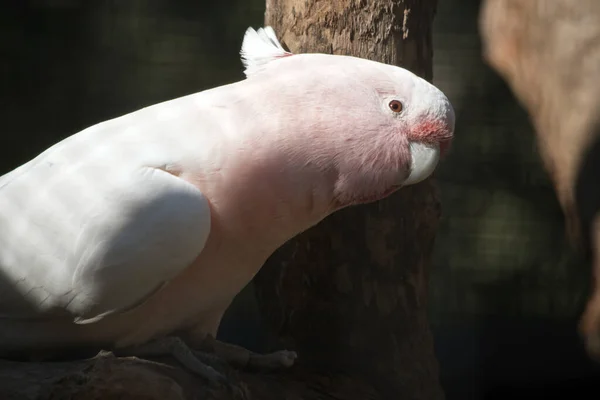 Major Mitchell also knwn as a pink cockatoo — Stock Photo, Image