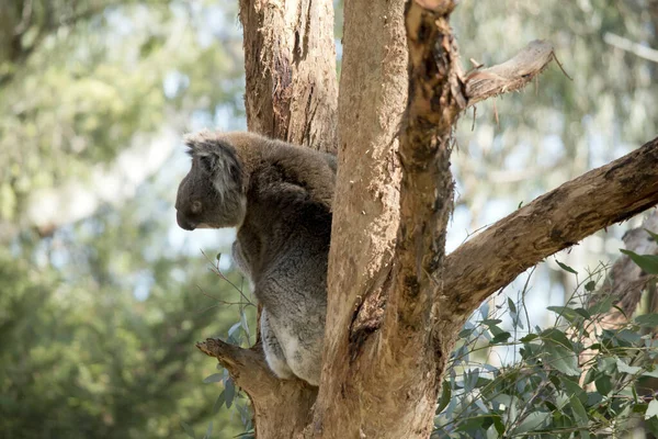 De koala zit in een boom — Stockfoto