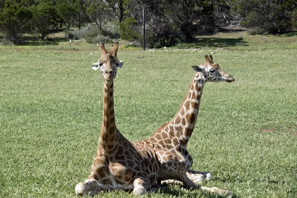 The two giraffes are resting — Stock Photo, Image