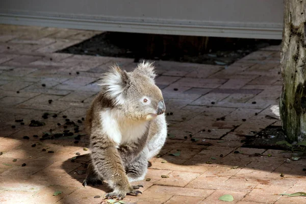 Il koala è a terra — Foto Stock