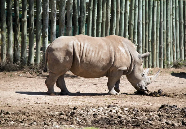Esta es una vista lateral de un rinoceronte —  Fotos de Stock