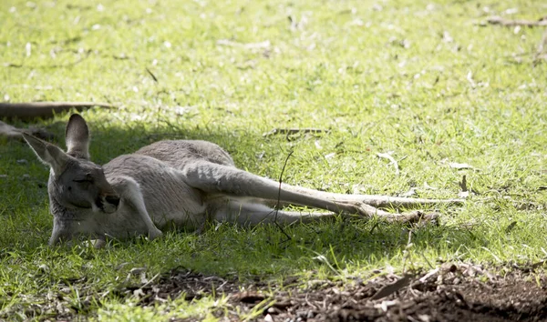 O canguru vermelho alegre está descansando — Fotografia de Stock