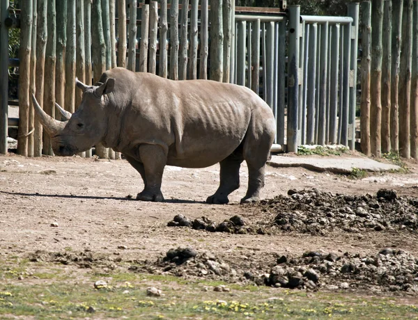 Esta é uma vista lateral de um rinoceronte — Fotografia de Stock