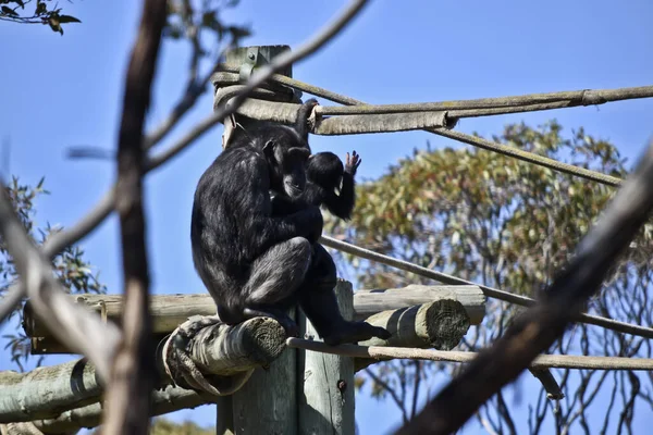 El joven chimpancé se sube a una cuerda —  Fotos de Stock