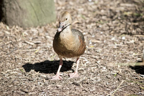 O pato assobiando está andando na floresta — Fotografia de Stock