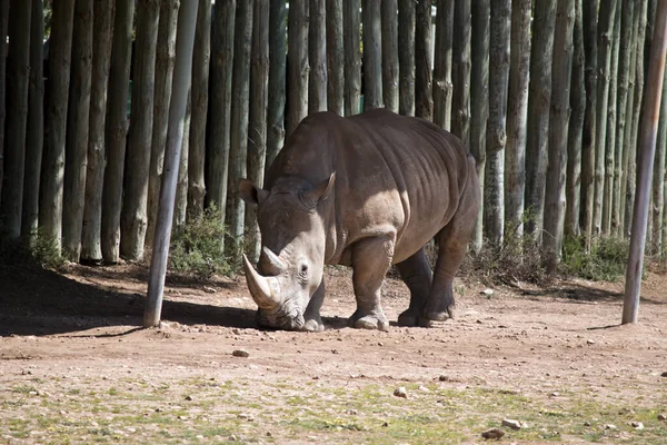 Le rhinocéros cherche l'ombre — Photo