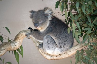 Koala ağaçta.