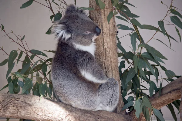 De joey koala rust uit — Stockfoto