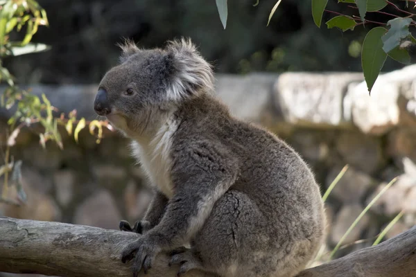 O coala está sentado em um galho de árvore — Fotografia de Stock