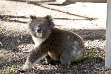 Koala yerde oturuyor.