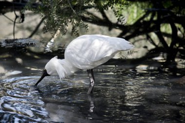 Bu bir kraliyet kaşığı içkisinin yan görüntüsü.