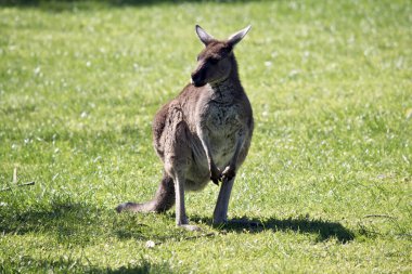 Batı gri kangurusu bir tarlada