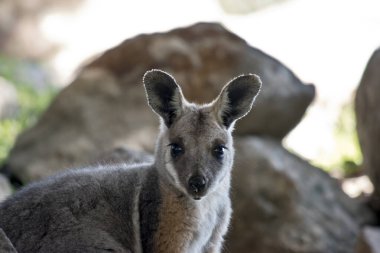 Bu genç ayaklı bir kaya valabisi.