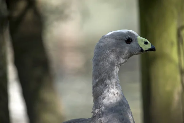 Dies ist eine Seitenansicht einer kahlen Gans am Kap — Stockfoto