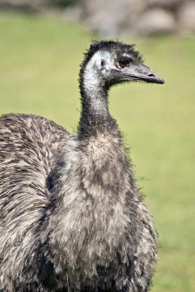 Αυτό είναι ένα κοντινό πλάνο ενός emu — Φωτογραφία Αρχείου