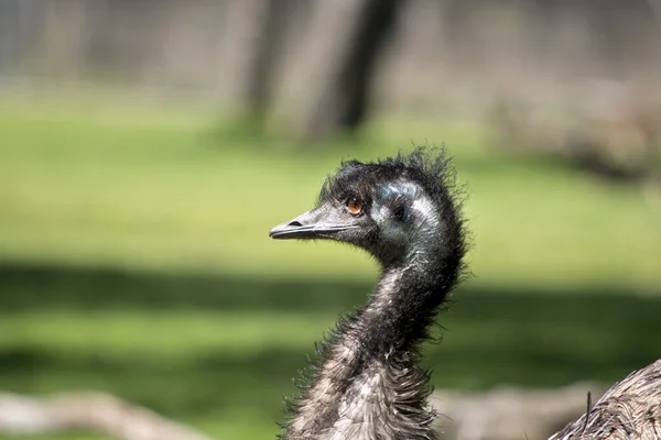 Je to boční pohled australských emu — Stock fotografie