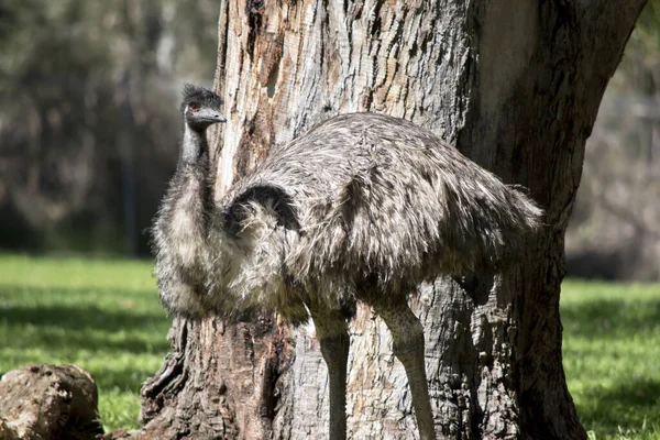 The Ausralian emu is walking through the park — Stock Photo, Image