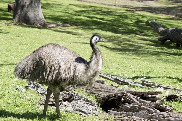 Questa è una vista laterale di un emù australiano — Foto Stock