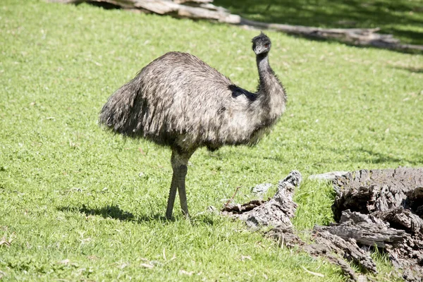 これはオーストラリアの emu のサイドビュー — ストック写真