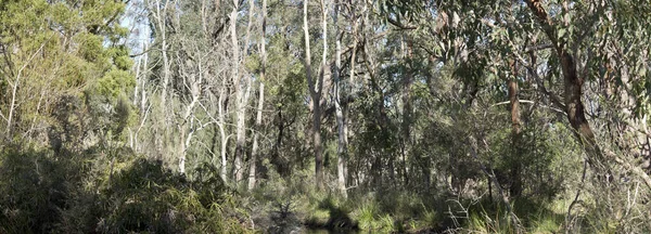 Detta är en panoramautsikt över Cudle Creek — Stockfoto