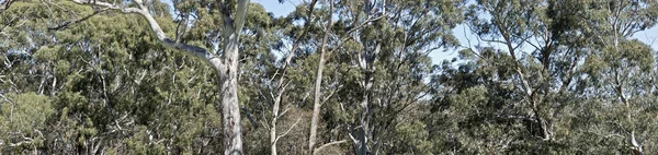 Esta é uma foto de uma cena arbusto australiano — Fotografia de Stock